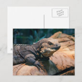 Carte Postale Ctenosaura melanosterna (Devant / Derrière)