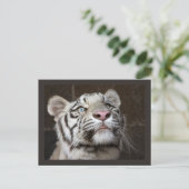 Carte Postale Cube blanche en tigre (Debout devant)