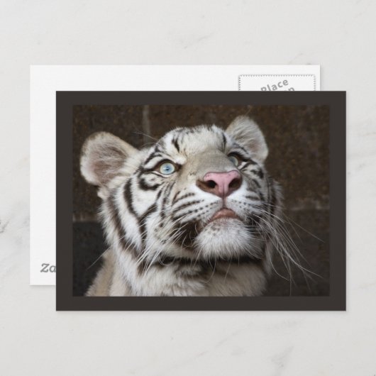 Carte Postale Cube blanche en tigre (Devant / Derrière)