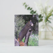 Carte Postale Cube d'ours noir (Debout devant)
