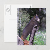 Carte Postale Cube d'ours noir (Devant / Derrière)