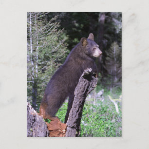 Carte Postale Cube d'ours noir