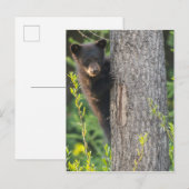 Carte Postale Cube d'ours noir au printemps (Devant / Derrière)