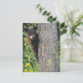 Carte Postale Cube d'ours noir au printemps (Debout devant)