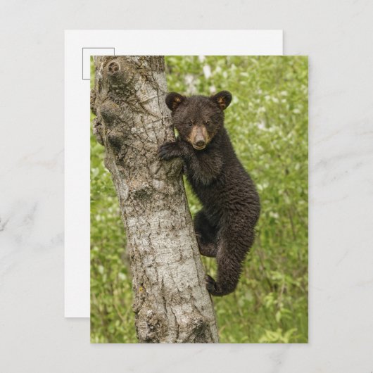 Carte Postale Cube d'ours noir dans l'arbre (Devant / Derrière)