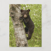 Carte Postale Cube d'ours noir dans l'arbre (Devant)