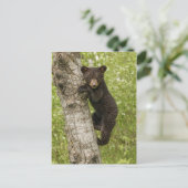 Carte Postale Cube d'ours noir dans l'arbre (Debout devant)