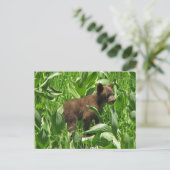 Carte Postale Cube d'ours noir de couleur Brown, Yosemite (Debout devant)