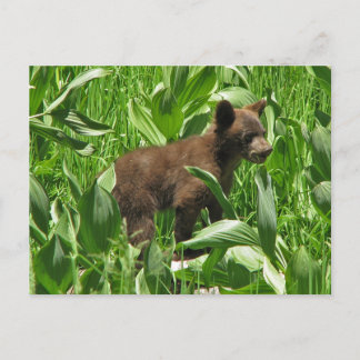 Carte Postale Cube d'ours noir de couleur Brown, Yosemite