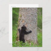 Carte Postale Cube d'ours noir | Great Smoky Mountains (Devant / Derrière)