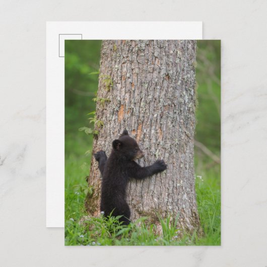 Carte Postale Cube d'ours noir | Great Smoky Mountains (Devant / Derrière)