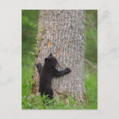 Carte Postale Cube d'ours noir | Great Smoky Mountains (Devant)