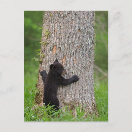 Carte Postale Cube d'ours noir | Great Smoky Mountains (Devant)