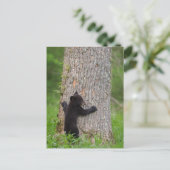 Carte Postale Cube d'ours noir | Great Smoky Mountains (Debout devant)