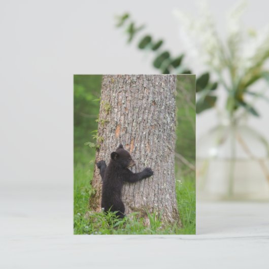 Carte Postale Cube d'ours noir | Great Smoky Mountains (Debout devant)