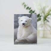 Carte Postale Cube d'ours polaire (Debout devant)