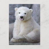 Carte Postale Cube d'ours polaire (Devant)