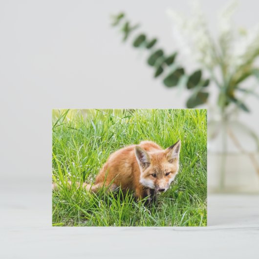 Carte Postale Cube Fox (Debout devant)