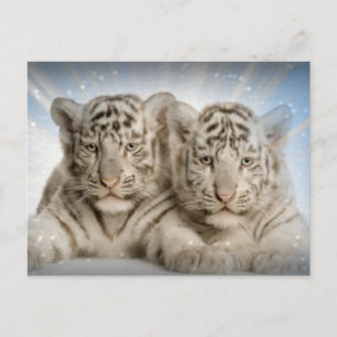 Carte Postale Cubes blancs de tigre