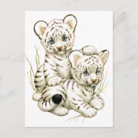 Carte Postale Cubes cubes de tigres blancs (Devant)