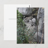 Carte Postale Cubes de léopard des neiges sur une haie (Devant / Derrière)