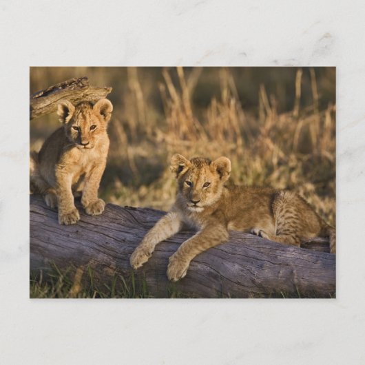 Carte Postale Cubes de lion sur le journal (Devant)