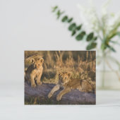 Carte Postale Cubes de lion sur le journal (Debout devant)