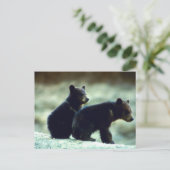 Carte Postale Cubes de l'ours noir (Debout devant)