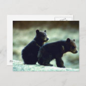 Carte Postale Cubes de l'ours noir (Devant / Derrière)