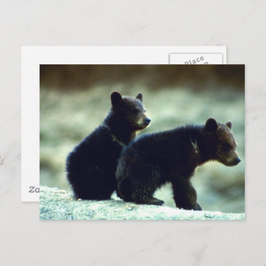 Carte Postale Cubes de l'ours noir (Devant / Derrière)