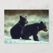 Carte Postale Cubes de l'ours noir (Devant)