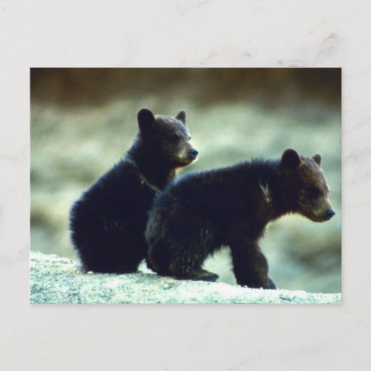 Carte Postale Cubes de l'ours noir (Devant)