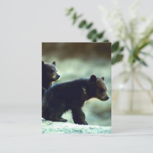 Carte Postale Cubes de l'ours noir (Debout devant)