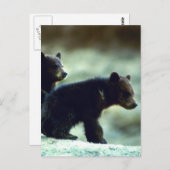 Carte Postale Cubes de l'ours noir (Devant / Derrière)