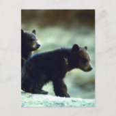 Carte Postale Cubes de l'ours noir (Devant)