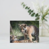 Carte Postale Cubes de tigre (Debout devant)