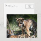 Carte Postale Cubes de tigre (Devant / Derrière)