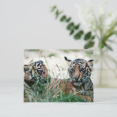 Carte Postale Cubes de tigre (Debout devant)