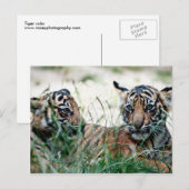 Carte Postale Cubes de tigre (Devant / Derrière)