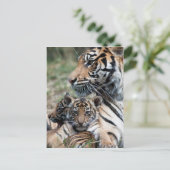 Carte Postale Cubes de tigre (Debout devant)