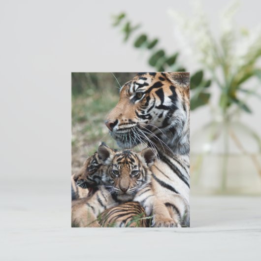 Carte Postale Cubes de tigre (Debout devant)