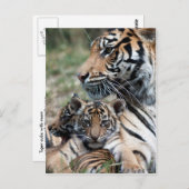 Carte Postale Cubes de tigre (Devant / Derrière)