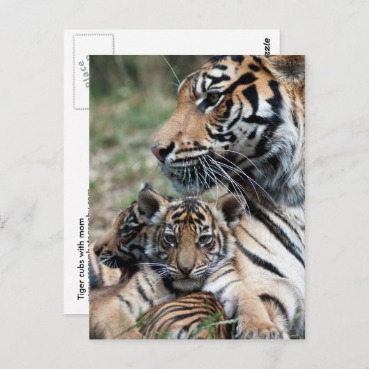 Carte Postale Cubes de tigre (Devant / Derrière)