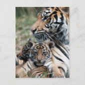 Carte Postale Cubes de tigre (Devant)