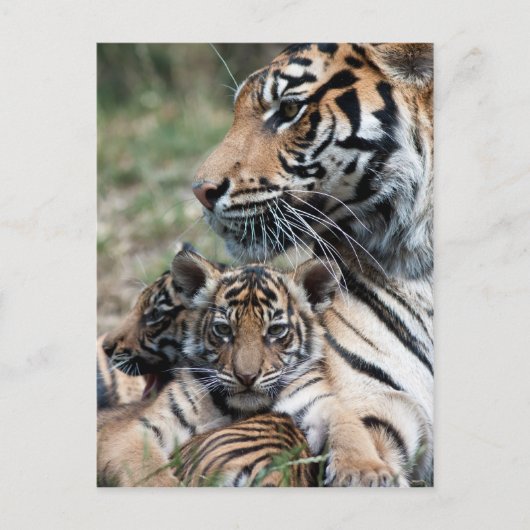 Carte Postale Cubes de tigre (Devant)