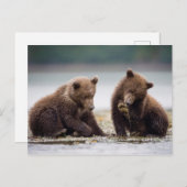 Carte Postale Cubes d'ours Brown au ruisseau (Devant / Derrière)