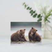 Carte Postale Cubes d'ours Brown au ruisseau (Debout devant)