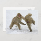 Carte Postale Cubes japonais de singe des neiges jouant sur la n (Devant / Derrière)