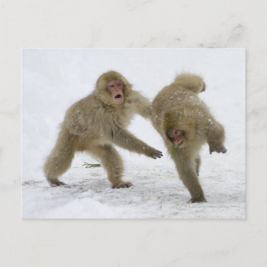 Carte Postale Cubes japonais de singe des neiges jouant sur la n (Devant)