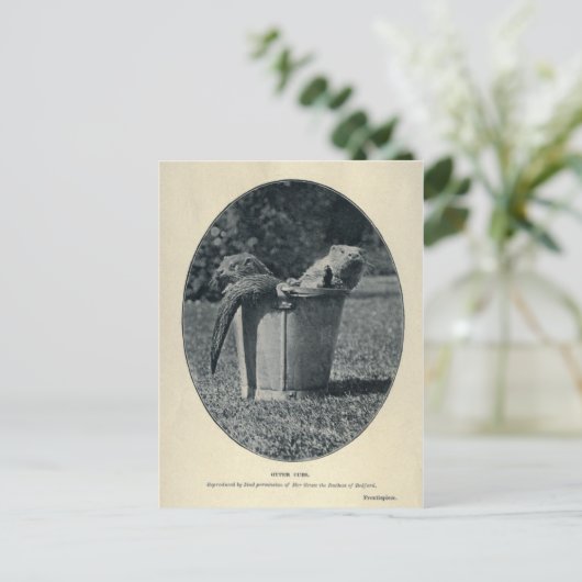 Carte Postale Cubes Otter (Debout devant)